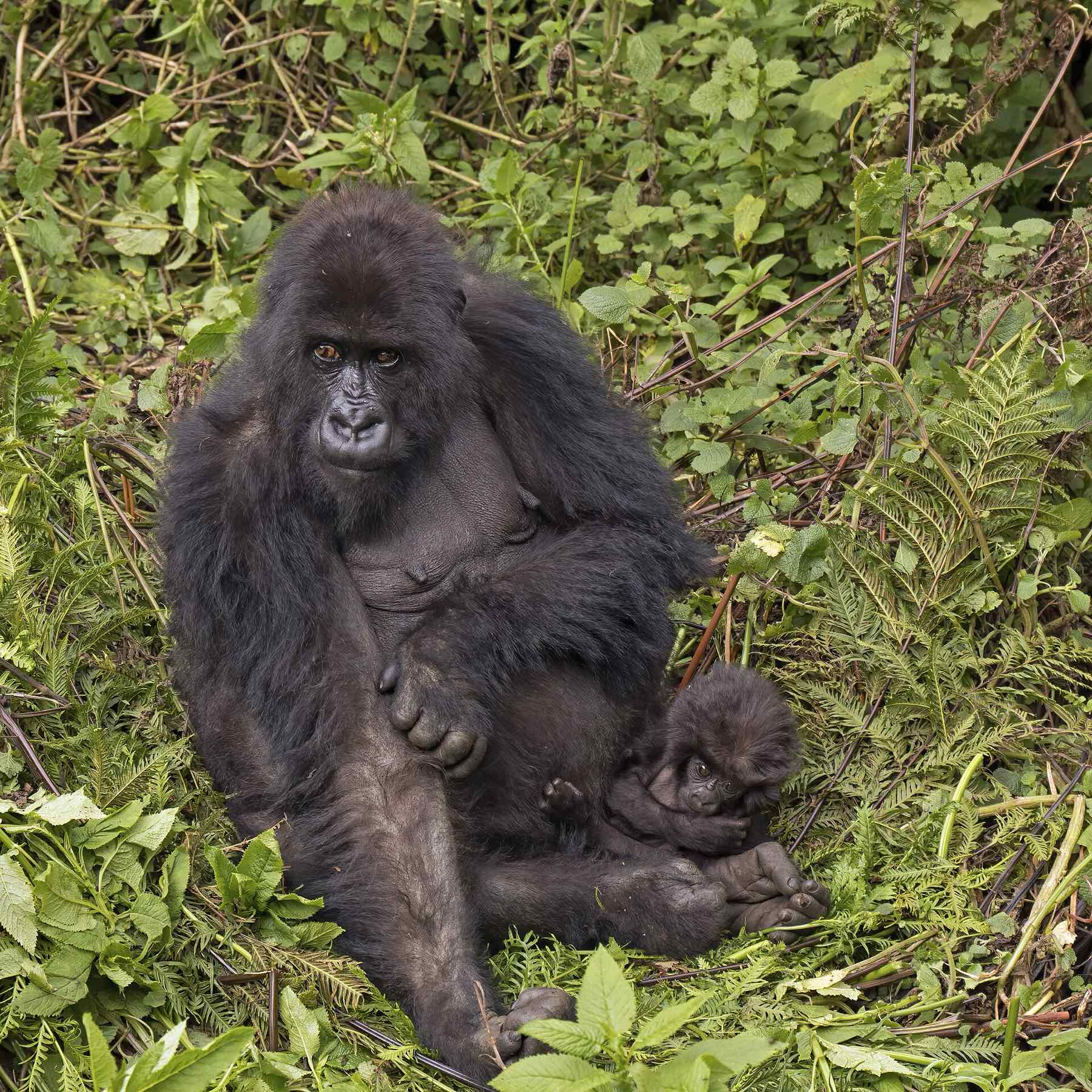 A mountain gorilla mother holding her baby in dense green forest