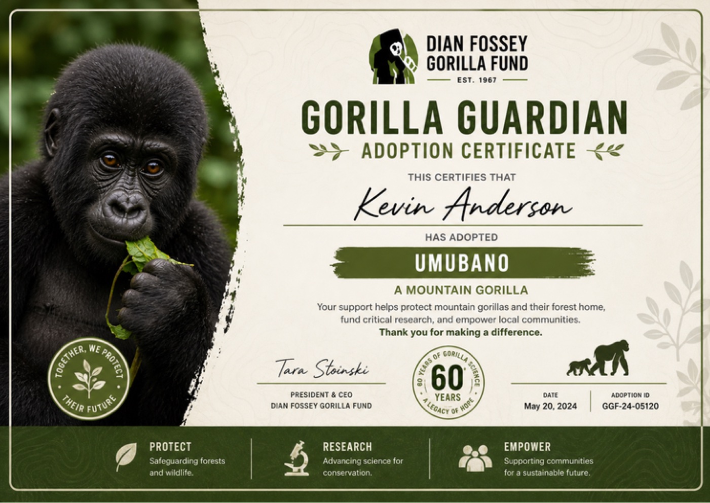 Mockup of a &ldquo;Gorilla Guardian&rdquo; adoption certificate for a mountain gorilla named Umubano, with a young gorilla eating leaves on the left